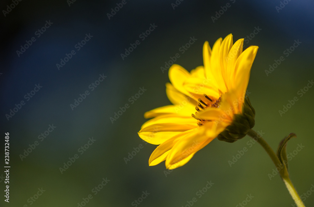 Obraz premium Fleur