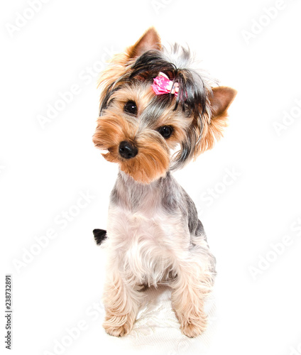 Beautiful puppy yorkshire terrier with bow isolated on a white Stock Photo  | Adobe Stock