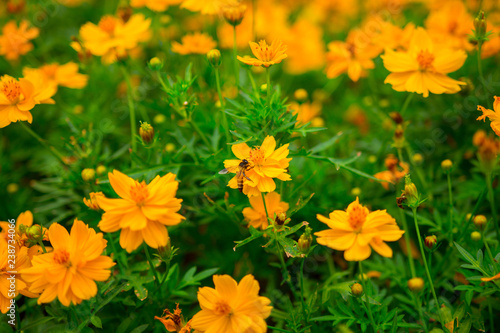 soft focus of Beautiful yellow flowers