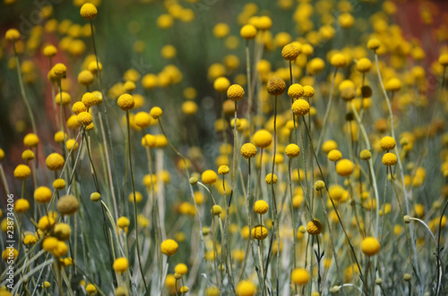 Australian native Yellow Billy Button flowers, Craspedia glauca, daisy family Asteraceae. Also known as woollyheads or drumstick flowers.
