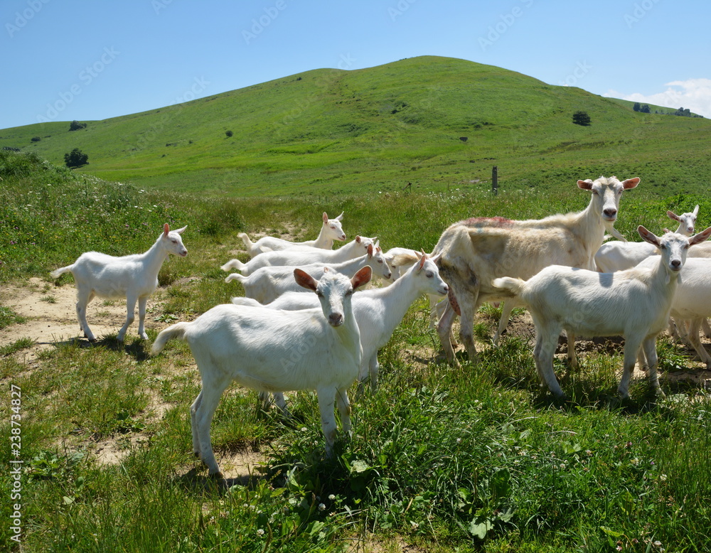 Obraz premium flock of sheep