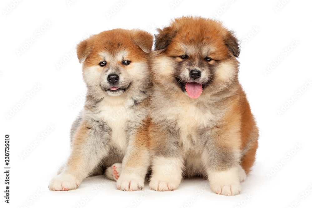 Obraz premium Akita Inu puppy dog on white background