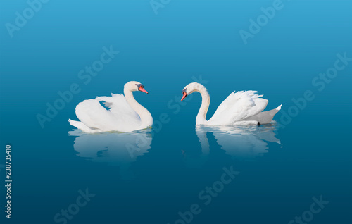 Fototapeta Naklejka Na Ścianę i Meble -  Two swans swiming together in calm green water 