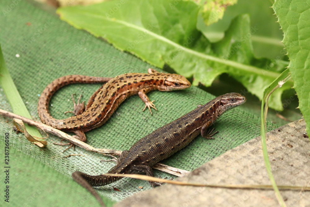Naklejka premium Two lizards bask in the sun