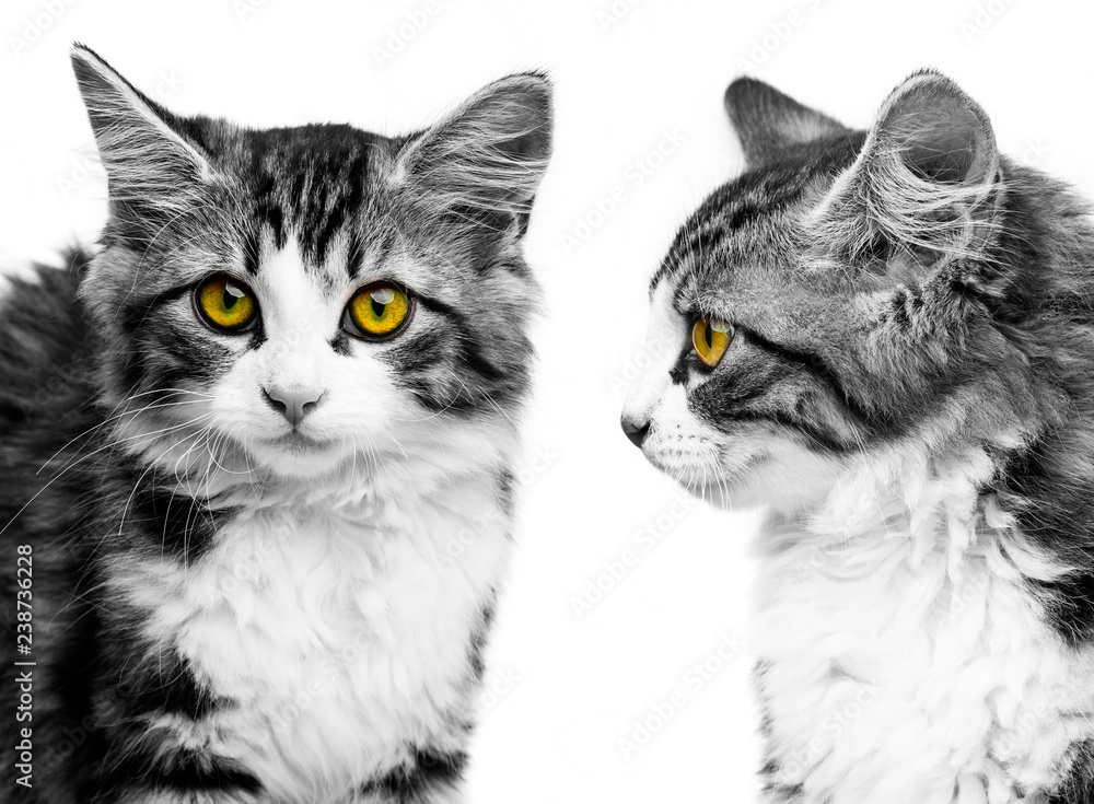 cute little long haired maine cat cute little long haired maine cat