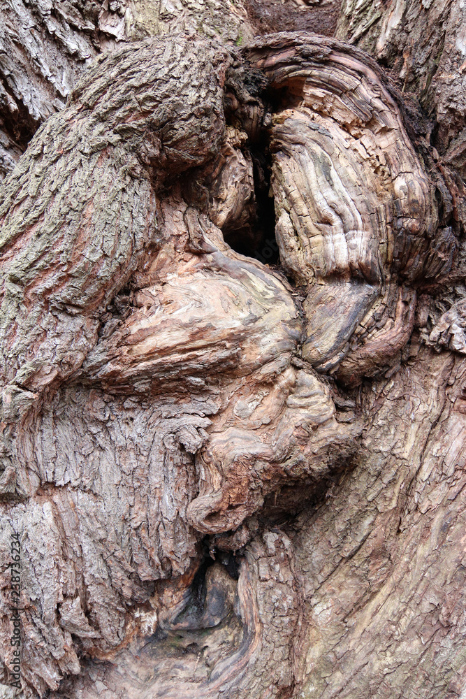 Bizarre forms of bark of very old willow Bizarre forms of bark of very old willow