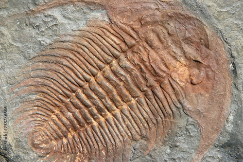 Fossil of a trilobites from the early ordovician period found in Czech Republic photo