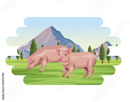 Pigs farm animal