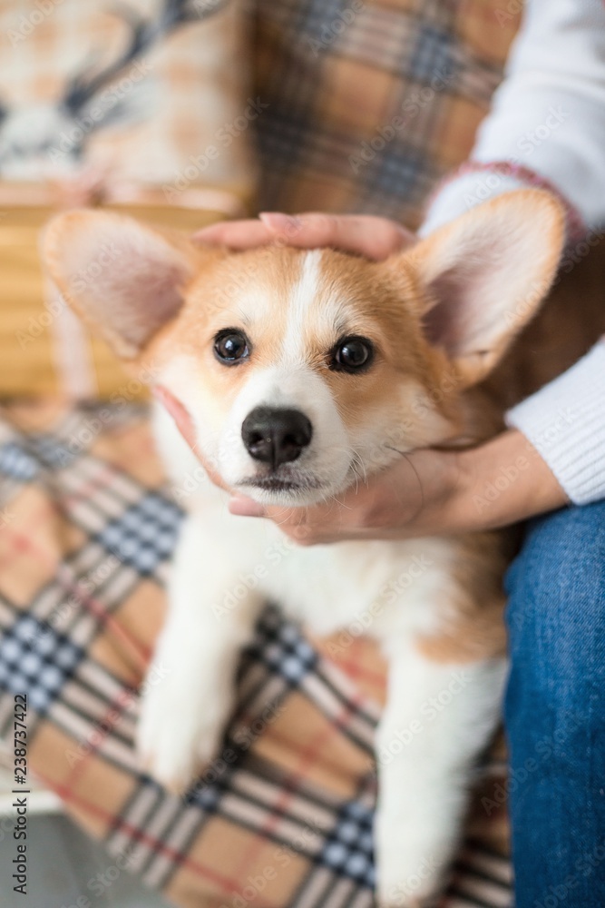 puppy Welsh Corgi Cardigan looks intently in the eyes puppy Welsh Corgi Cardigan looks intently in the eyes