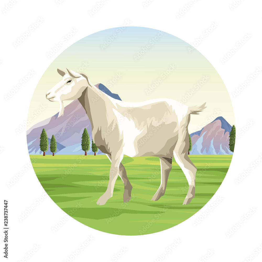 Goat farm animal Goat farm animal