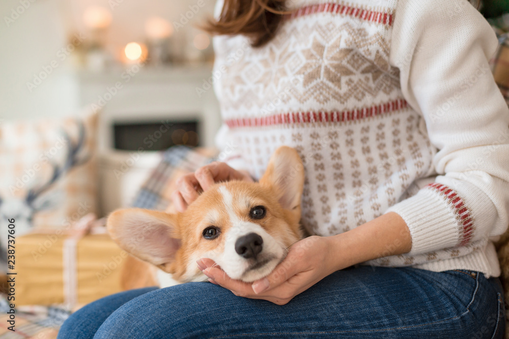 little puppy Welsh Corgi Cardigan lies on the couch on the lap of a girl little puppy Welsh Corgi Cardigan lies on the couch on the lap of a girl