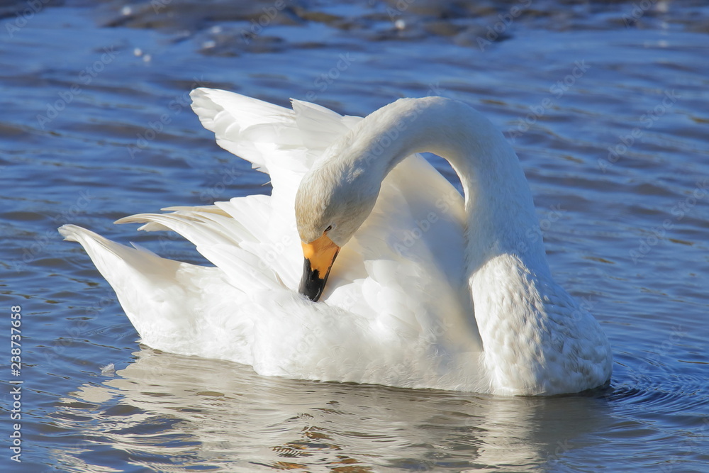 ハクチョウ Swan ハクチョウ Swan