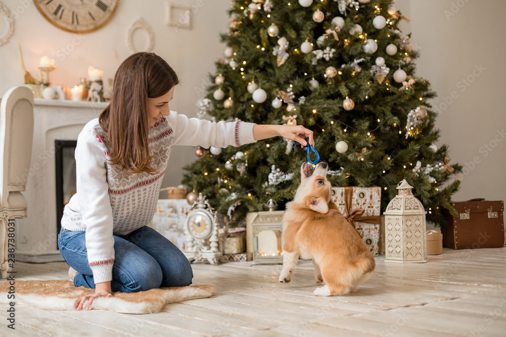 little puppy Welsh Corgi Cardigan plays with his leash with a girl in a white sweater