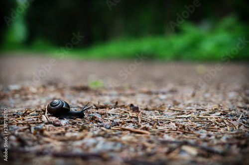 The snail crawls the road in a coniferous forest