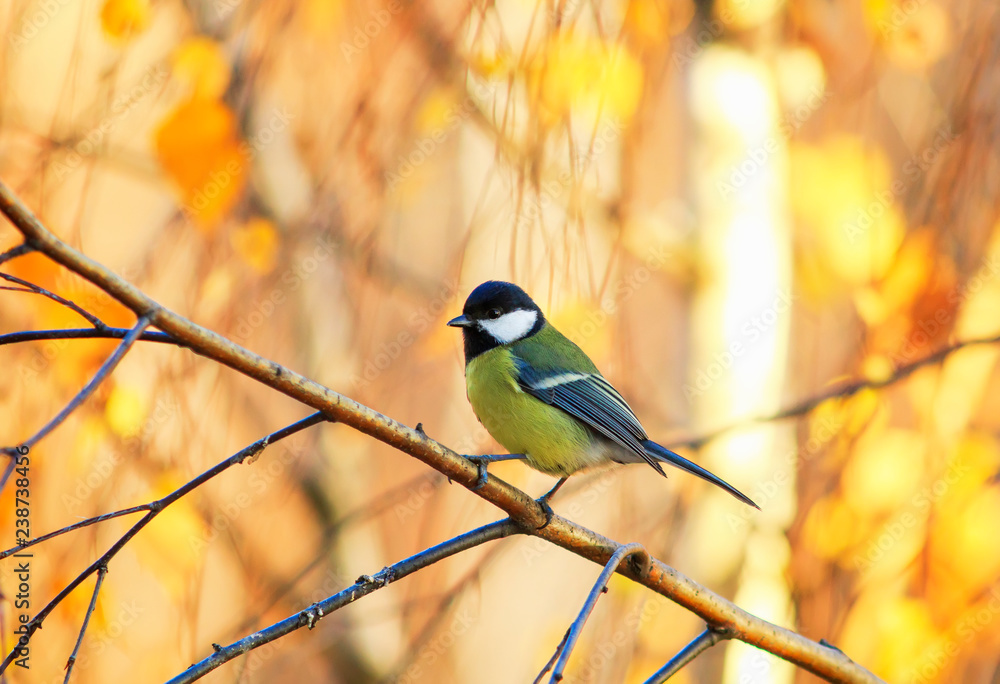 Fototapeta premium piękny mały ptak siedzący w słonecznym parku na brzozy z żółtymi jasnymi liśćmi jesienią