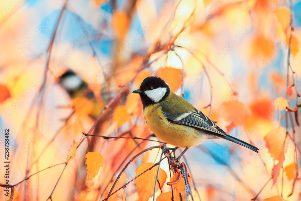 Fototapeta premium piękny mały ptak siedzący w słonecznym parku na brzozy z żółtymi jasnymi liśćmi jesienią na tle błękitnego nieba