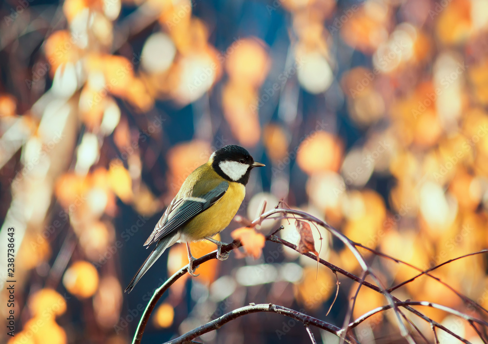 Fototapeta premium naturalny krajobraz z sikorka siedząca w słonecznym parku na brzozie z żółtymi jasnymi liśćmi jesienią