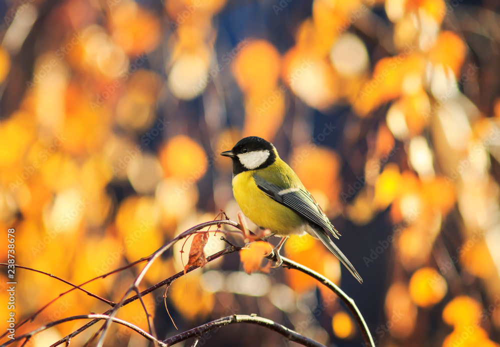 Fototapeta premium naturalny z sikorka siedząca w słonecznym parku na brzozie z żółtymi jasnymi liśćmi jesienią