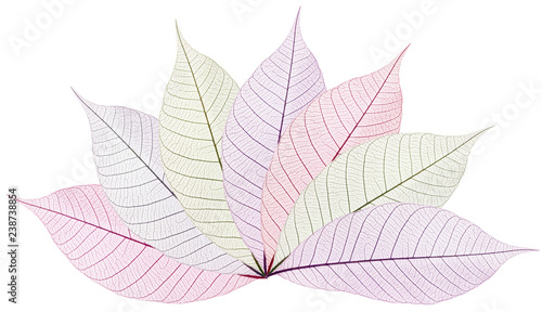  éventail de feuilles couleurs 