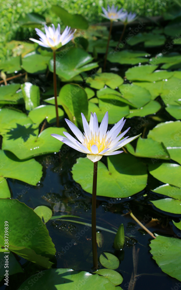 Water lily blooming in a pond, close-up view Water lily blooming in a pond, close-up view