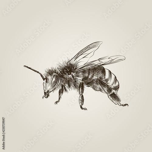 Hand Drawn Bee Sketch Symbol isolated on old paper background. Vector Wooden hive In Trendy Style. Beekeeping hand drawing sketches elements.