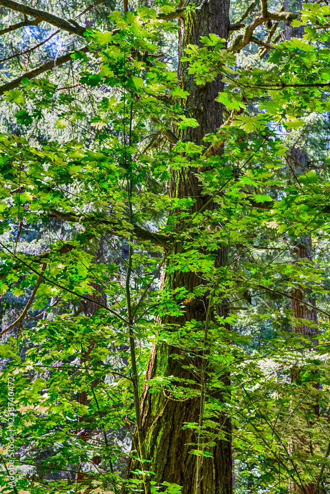 Fototapeta premium tree in the forest