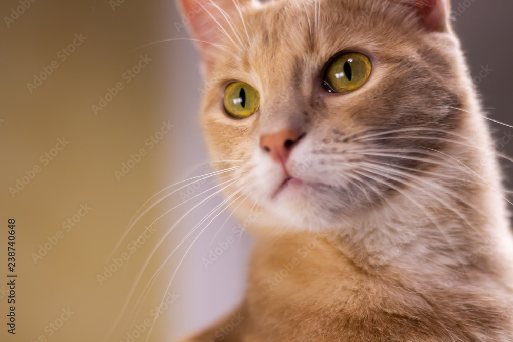 Face cat with orange fur. Facial expression of the cat with iserious feeling Face cat with orange fur. Facial expression of the cat with iserious feeling