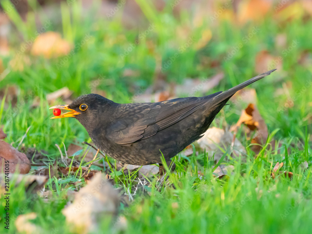 Blackbird Feeding on a Rohan Mountain Ash Tree Berries Blackbird Feeding on a Rohan Mountain Ash Tree Berries