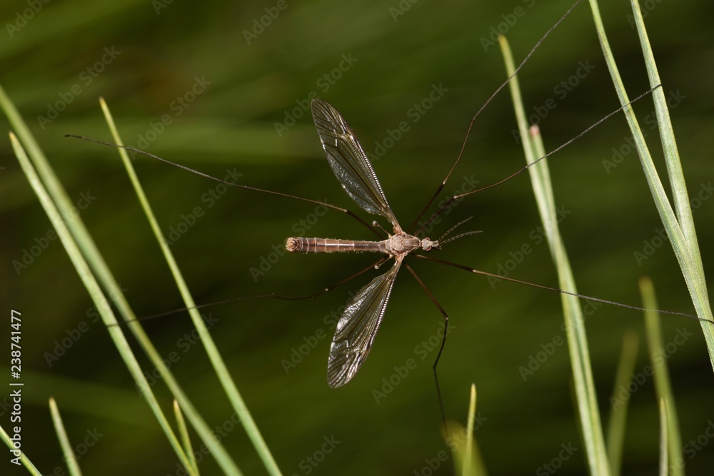 Crane Fly, or Mosquito Eater hanging on pine needles. Contrary to popular belief, these insects don't eat mosquitoes or any other insect. Crane Fly, or Mosquito Eater hanging on pine needles. Contrary to popular belief, these insects don't eat mosquitoes or any other insect.