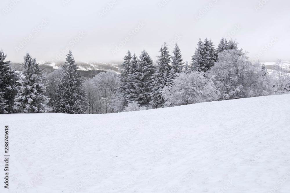 Fototapeta premium Snow covered trees in the mountains on a winter day in Bavaria, Germany