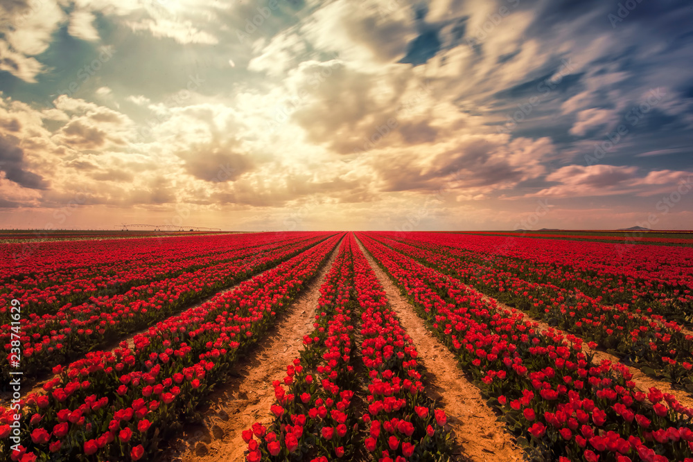 The magical view of the tulip field and the tulip field The magical view of the tulip field and the tulip field