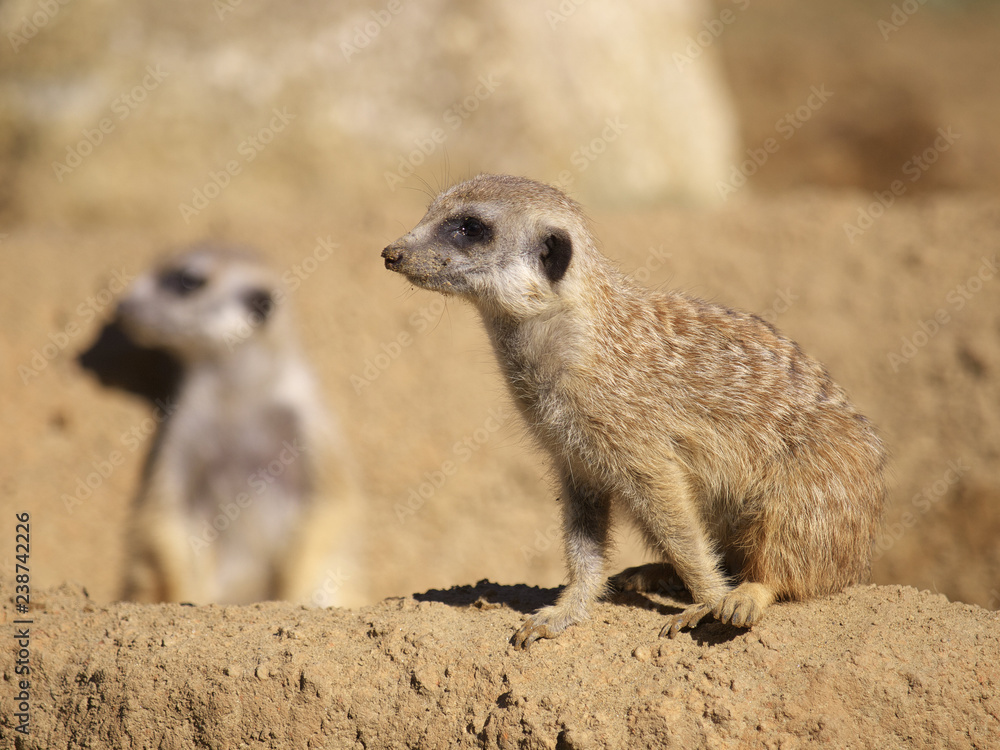みんなの動物たち みんなの動物たち