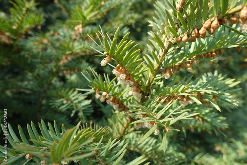 Branch of yew with male cones in spring