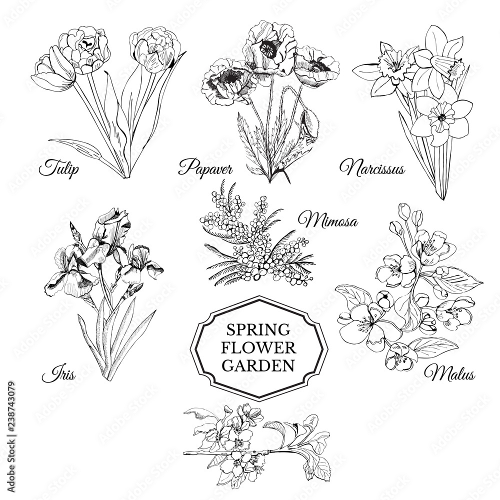 Set of hand drawn graphic sketch of spring flowers for flower ...