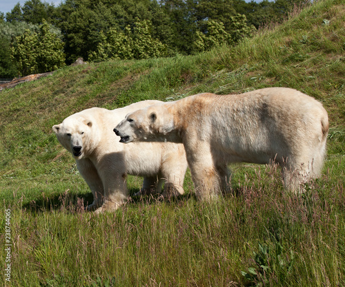 Eisbärenpaar im Sommer