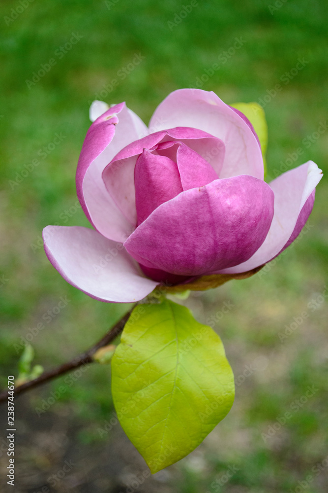 pink lotus flower in the garden magnolia pink lotus flower in the garden magnolia