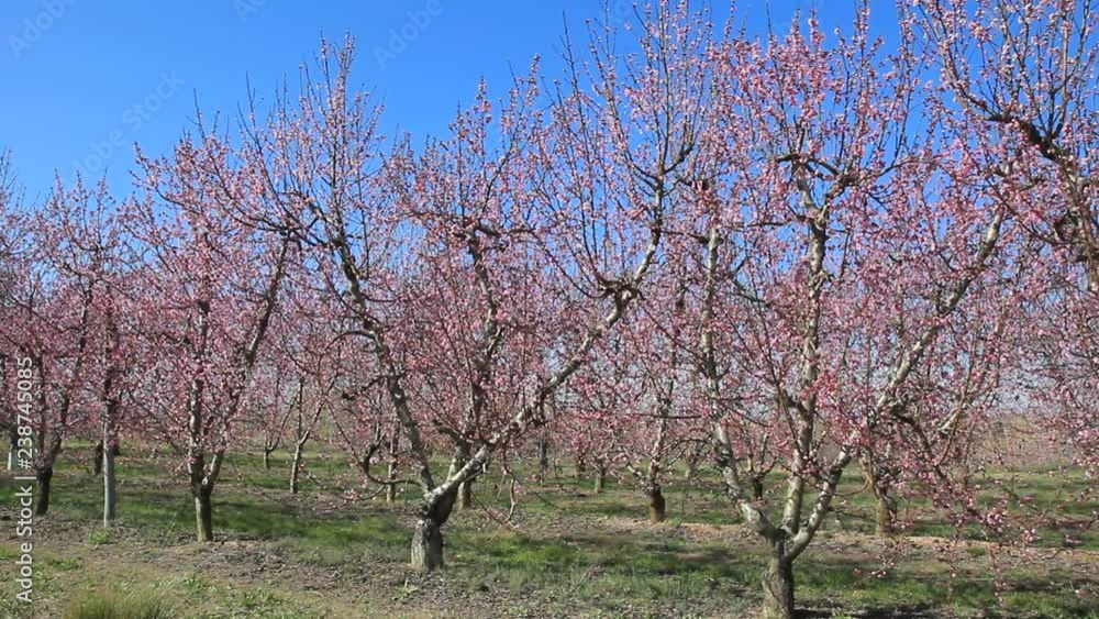 Nectarine trees flowering, Lleida, Catalonia, Spain.