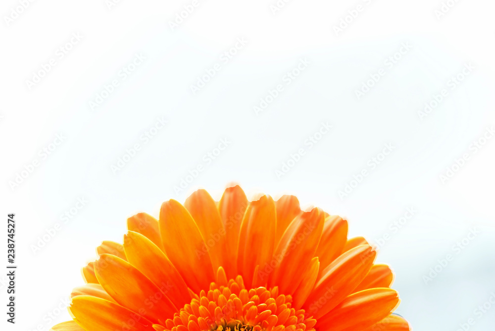 Orange gerbera flower isolated on white background Orange gerbera flower isolated on white background