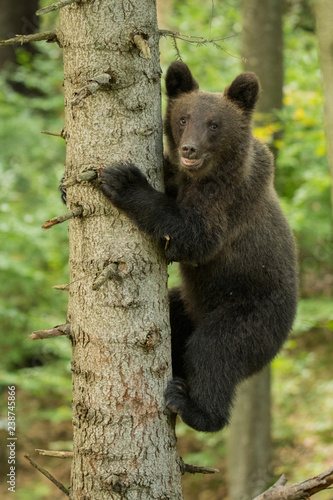 Fototapeta Naklejka Na Ścianę i Meble -  Young brown bear climbs a tree in forest. Bieszczady Mountains.