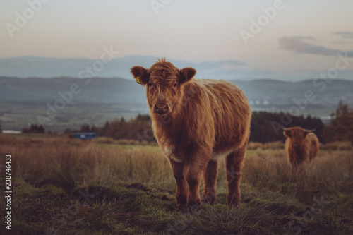cattle 2018 © Rui