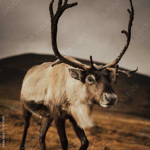 Renas - Scotland 2018