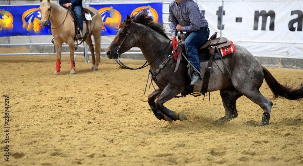 In Aktion. Graues Quarter Horse in einen cutting Prüfung in der Reithalle In Aktion. Graues Quarter Horse in einen cutting Prüfung in der Reithalle
