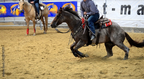 In Aktion. Graues Quarter Horse in einen cutting Prüfung in der Reithalle