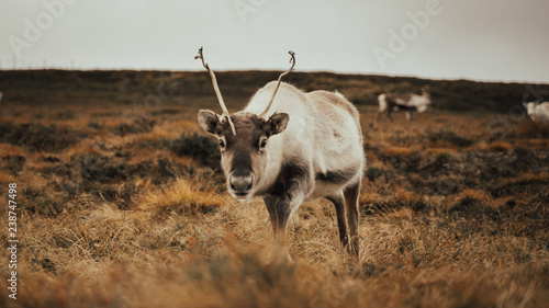 Renas - Scotland 2018
