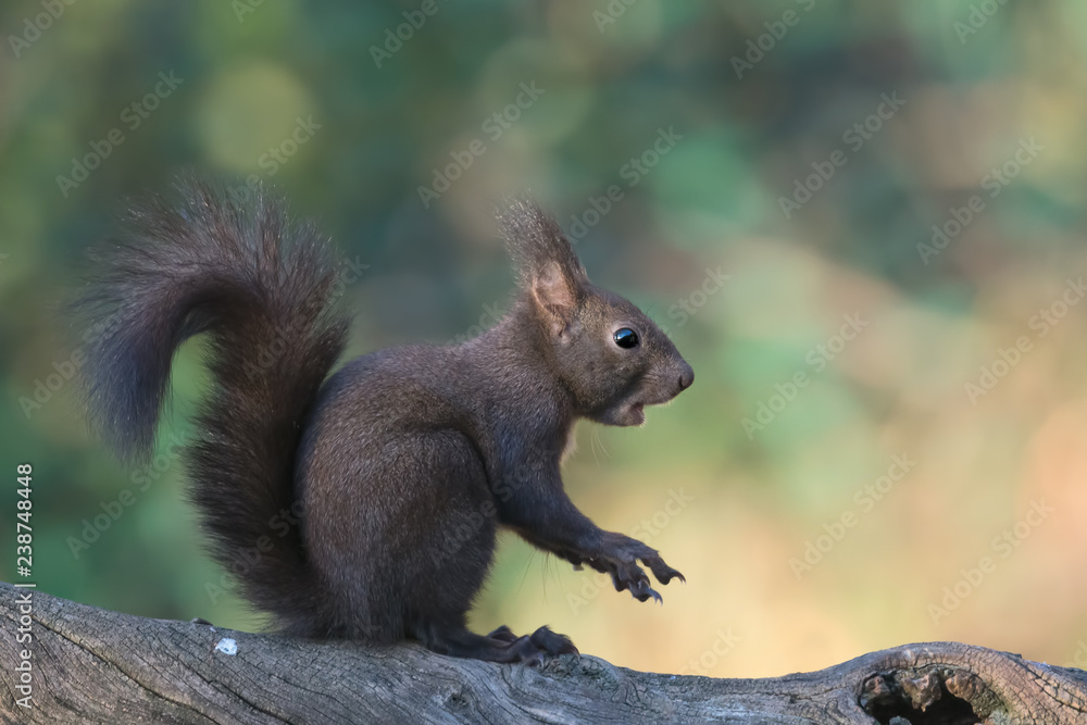 Ritratto di scoiattolo rosso europeo (Sciurus vulgaris) Ritratto di scoiattolo rosso europeo (Sciurus vulgaris)