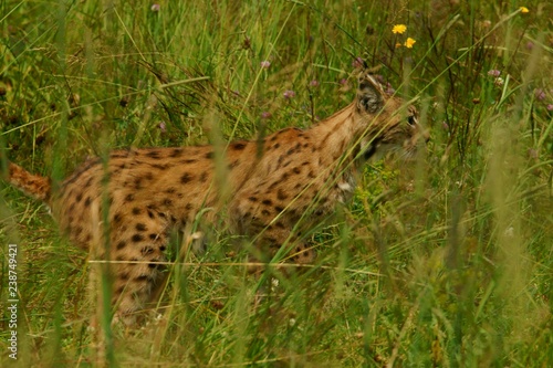 Eurasian Lynx (Eurasian Lynx) on the meadow in the Bieszczady Mountains. Poland