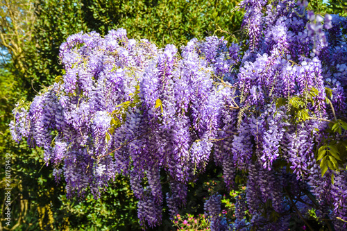 blooming purple clusters of flowers wisteria lilac bright bloom season spring 