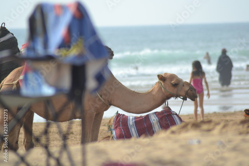 The incredible seascaping view of beach with blue sea in morocco in summer