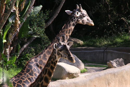 Canvas Print giraffe in zoo