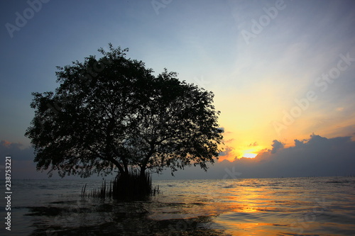 silhouette mangrove tree with sun light reflection on sea © apithana